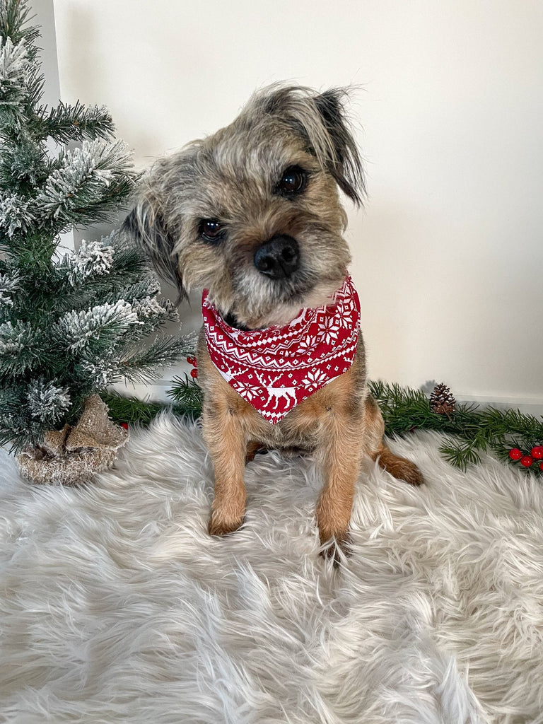 doggie christmas outfit